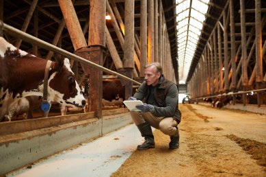 A farmer looking over a cow and holding a clipboard. 